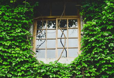 Güneşli bir günde tahta pencereli çimento duvarlı doğal yeşil yaprak, beton duvara tırmanma tesisi, çevre dostu konsept