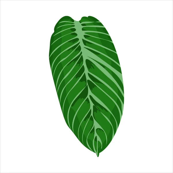 Botanisches Blatt Clip Art Natürliche Illustration — Stockvektor