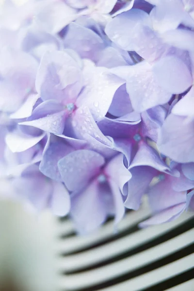 Lila blommor av fantastiska blommande hortensia — Stockfoto