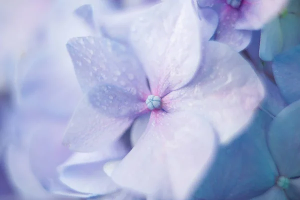 Lila blommor av fantastiska blommande hortensia — Stockfoto