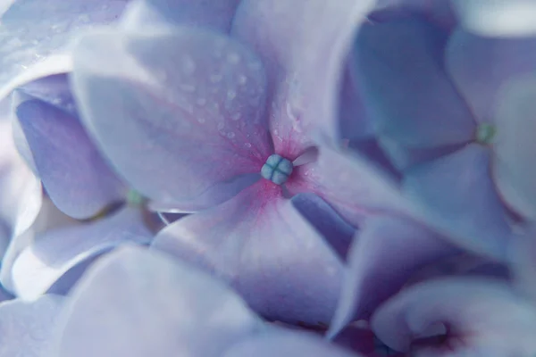 Lila blommor av fantastiska blommande hortensia — Stockfoto