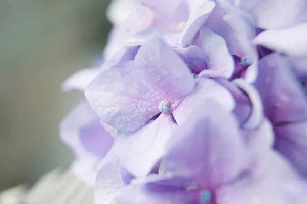 Γκρο πλαν μπλε hydrangea μεγάλα λουλούδια — Φωτογραφία Αρχείου