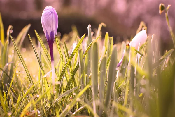 Spring flowers of crocus on green grass with dew — Stock Image Spring Flowers Crocus Green Grass Dew Stock Picture