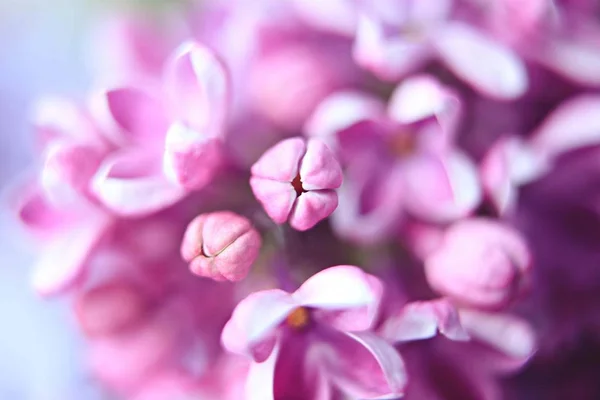 Flores Macro Lilás Grandes Imagem De Stock