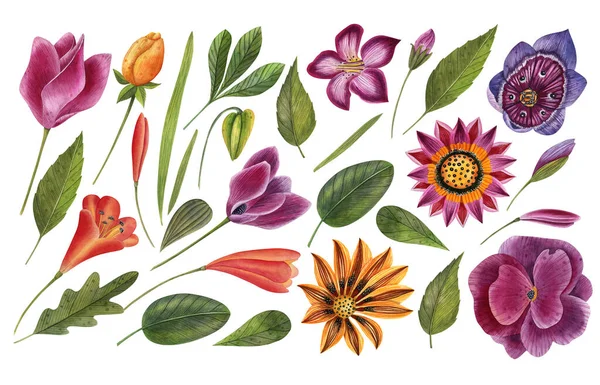 Χειροποίητο Σετ Λουλουδιών Ακουαρέλα Ξεχωριστά Στοιχεία Βοτανική Απεικόνιση Των Τροπικών — Φωτογραφία Αρχείου