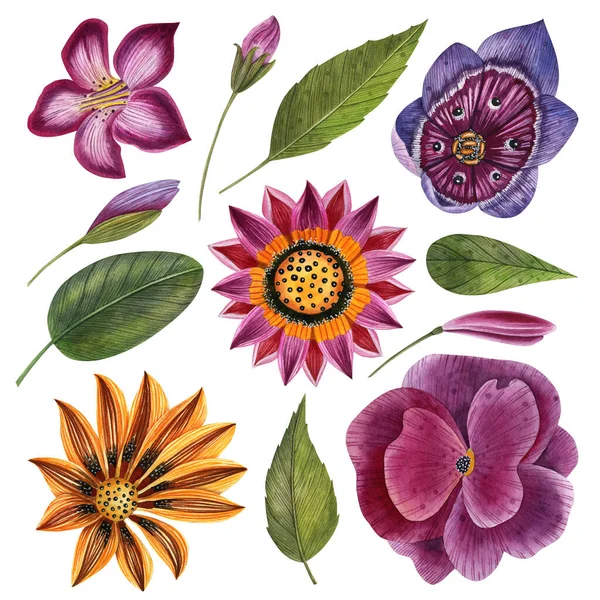Ręcznie Malowany Akwarelowy Zestaw Kwiatowy Oddzielnymi Elementami Botaniczna Ilustracja Tropikalnych — Zdjęcie stockowe