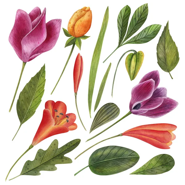 Χειροποίητο Σετ Λουλουδιών Ακουαρέλας Ξεχωριστά Στοιχεία Βοτανική Απεικόνιση Των Τροπικών — Φωτογραφία Αρχείου