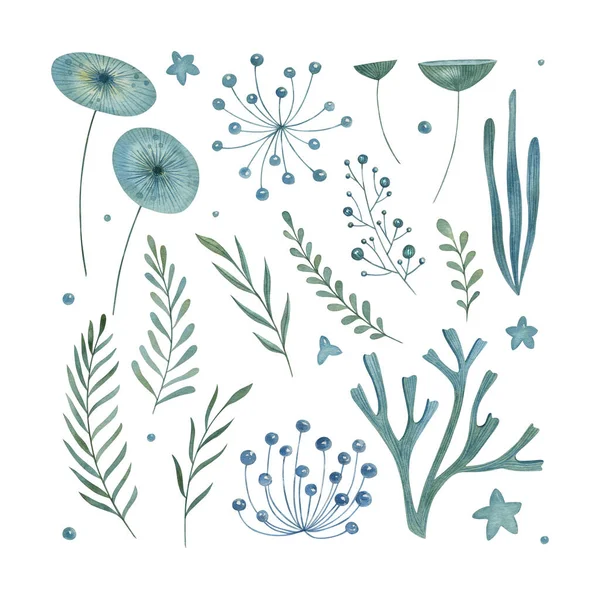 Watercolor Floral Set White Background Hand Drawn Sea Plant Collection — Stock Photo, Image