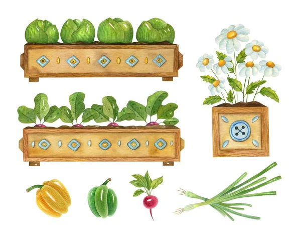 水彩园艺集植物 园艺幼苗 卷心菜 迷迭香 萝卜和甜椒的明亮的手绘插图 — 图库照片