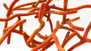 Özellikle bakteri grubu