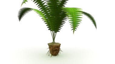 plant with adventitious roots clipart