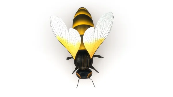 Honey bee insect — Stock Photo, Image