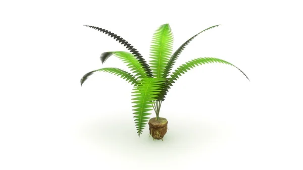 Pflanze mit zufälligen Wurzeln — Stockfoto