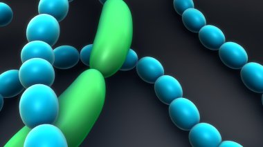 Anabaena, ipliksi Siyanobakteriler, plankton