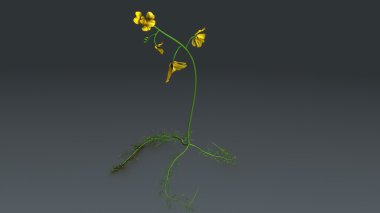 Sarı ortak bladderwort