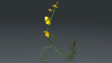 Sarı ortak bladderwort