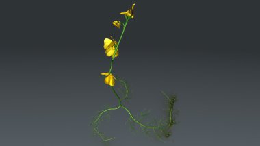 yellow common bladderwort clipart