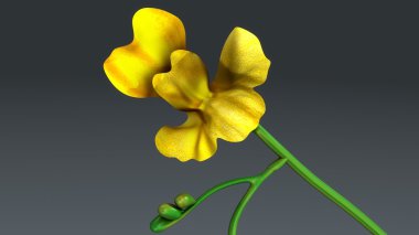 yellow common bladderwort clipart