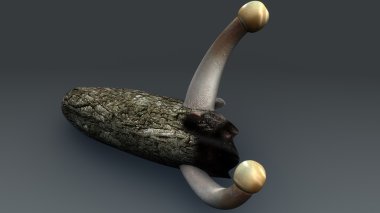 Claviceps purpurea ergot mantar