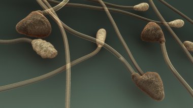Colletotrichum, bitki mantar