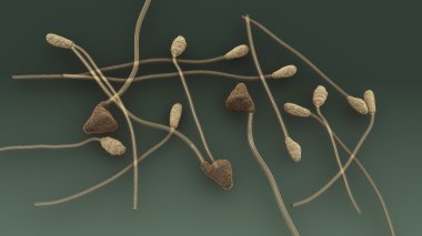 Colletotrichum, bitki mantar