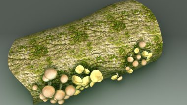 Ağaç kabuğu yüzey üzerinde mantarlar