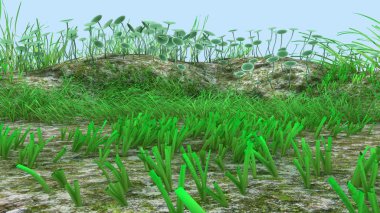 Yosun acetabularia deniz bitki