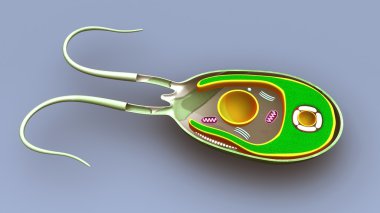 Algae, amoeba structure, section clipart