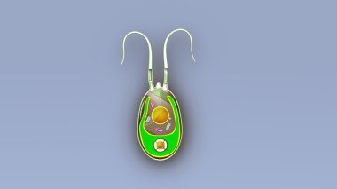 Yosun, amipin yapısı, Bölüm