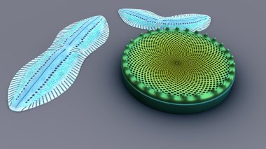 diatoms, unicellular algae clipart