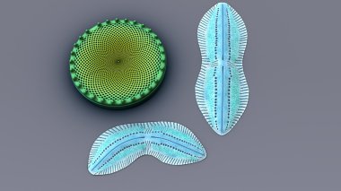 diatoms, unicellular algae clipart