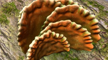 Mantar olgun organları