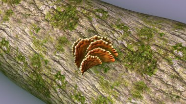 Mantar olgun organları