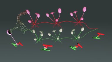 Rhizopus yaşam döngüsü