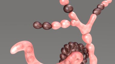 Neurospora, cins ascomycete mantar
