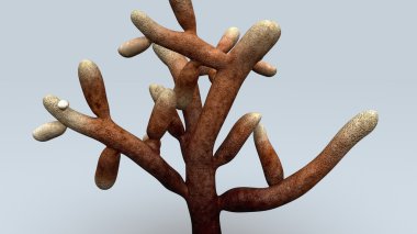 Mikorizasız mantar bitki