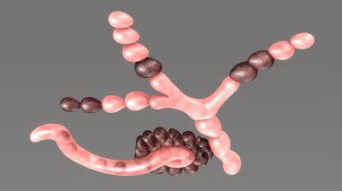 Neurospora, cins ascomycete mantar