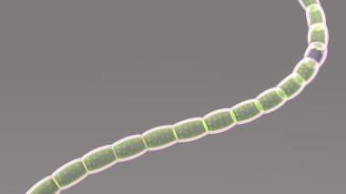 Nostoc, genus of cyanobacteria clipart