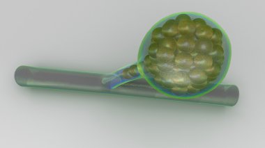 Oospores Mantarlar, algler