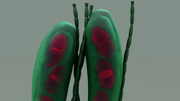 子嚢胞子、子嚢菌の菌類の胞子 — ストック写真