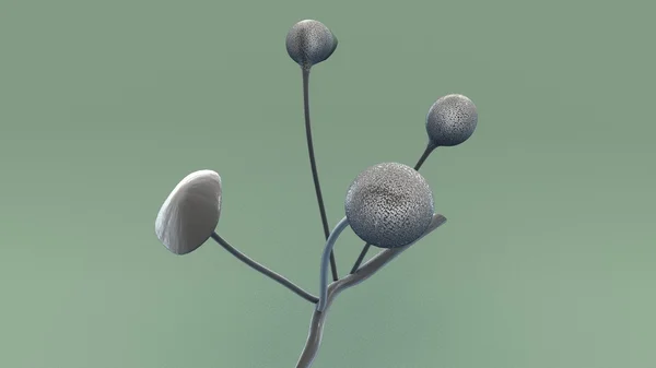 Aplanospores, Algen nichtmitile Sporen — Stockfoto