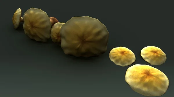 Fungos basidiomicetos, cogumelos — Fotografia de Stock