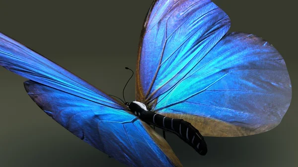 Modrá křídla motýlí hmyz — Stock fotografie