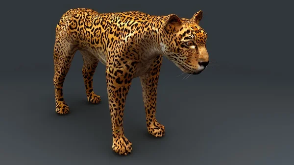 Guepardo, animal leopardo —  Fotos de Stock