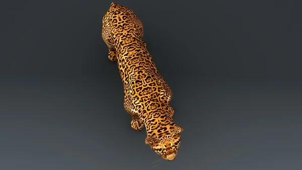 Гепард, леопард — стоковое фото
