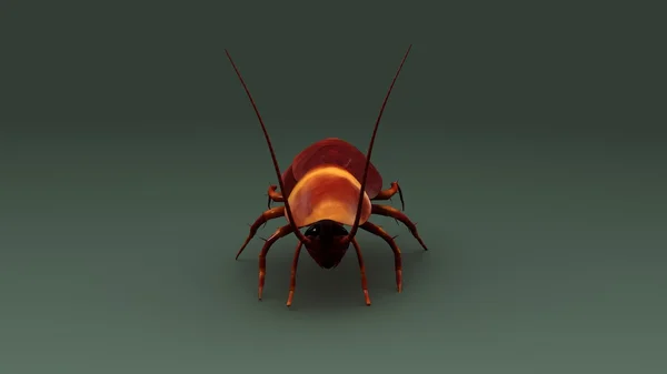 Таракан, насекомое Блатодея — стоковое фото