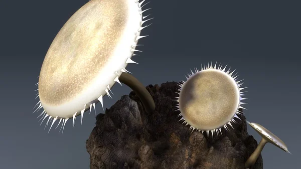 Deuteromycetes, Grzyby niedoskonałe — Zdjęcie stockowe