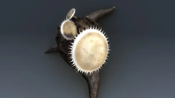 Deuteromycetes, Grzyby niedoskonałe — Zdjęcie stockowe