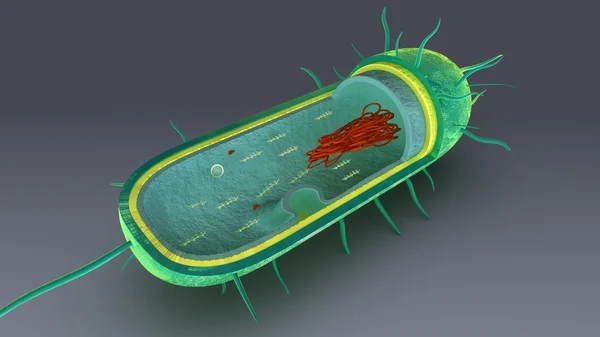 Partes internas de las bacterias — Foto de Stock
