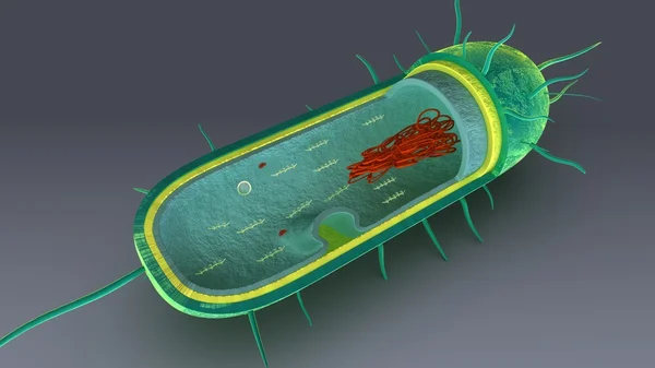 Partes internas de las bacterias — Foto de Stock